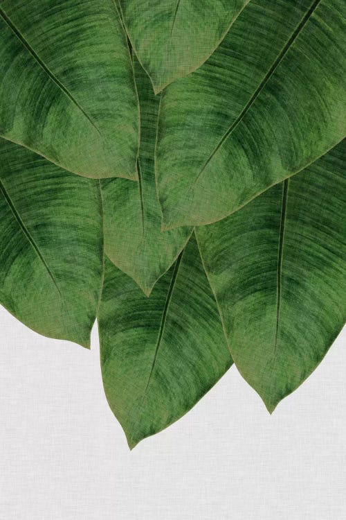 Banana Leaf III