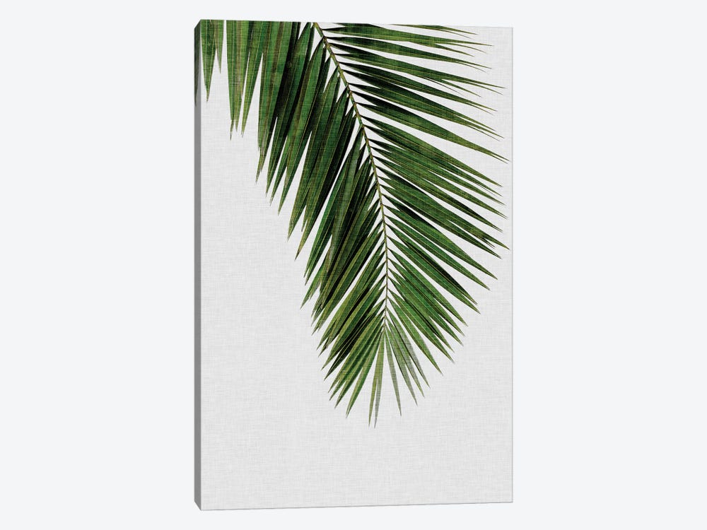 Palm Leaf I by Orara Studio 1-piece Canvas Art
