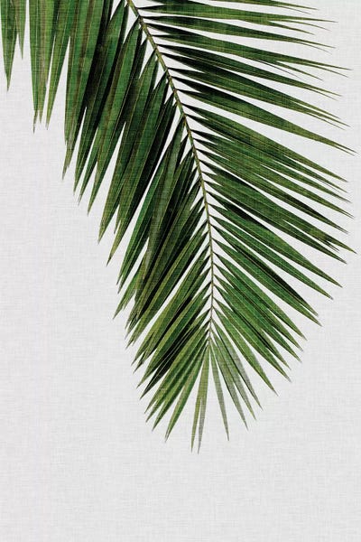 Large Modern Art - Canvas Prints: Palm Leaf I by Orara Studio