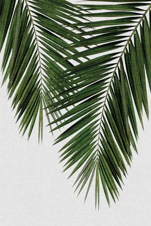 Palm Leaf II