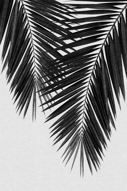 Palm Leaf II B&W