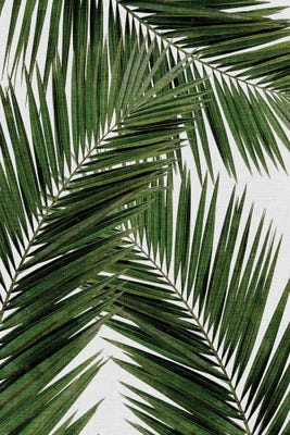 Palm Leaf III Canvas Print by Orara Studio | iCanvas