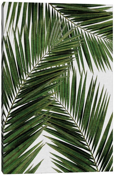 Palm Leaf III Canvas Art Print - Green Art