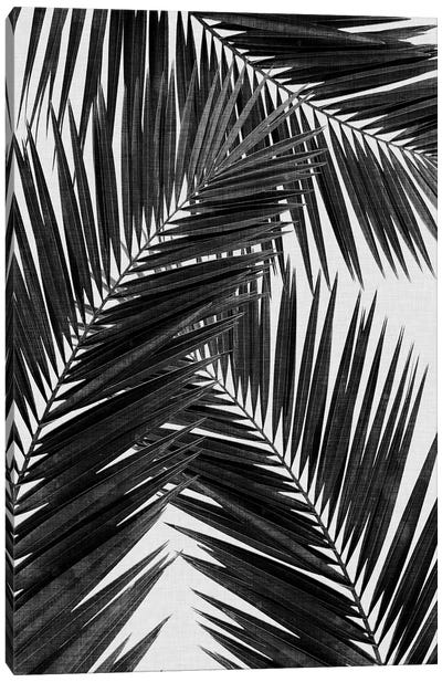 Palm Leaf III B&W Canvas Art Print - Tropical Leaf Art