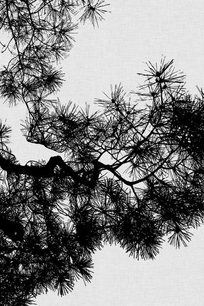 Orara Studio: Pine Tree by Orara Studio