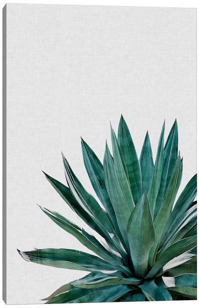 Agave Cactus Canvas Art Print - Spa