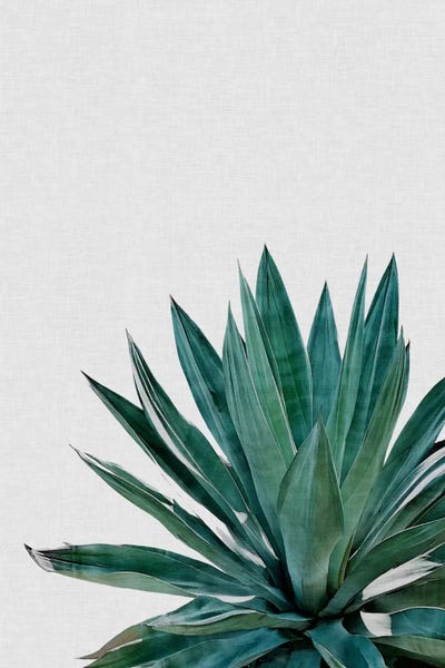 Southwest Décor: Agave Cactus by Orara Studio