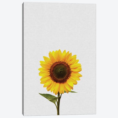 Sunflower Canvas Print #ORA214} by Orara Studio Canvas Art Print