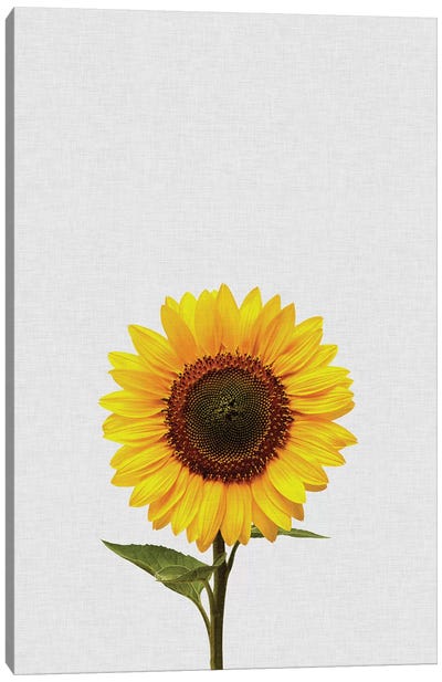 Sunflower Canvas Art Print - Floral Close-Up Art