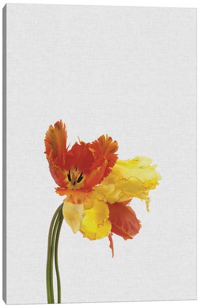 Tulip Canvas Art Print - Tulip Art