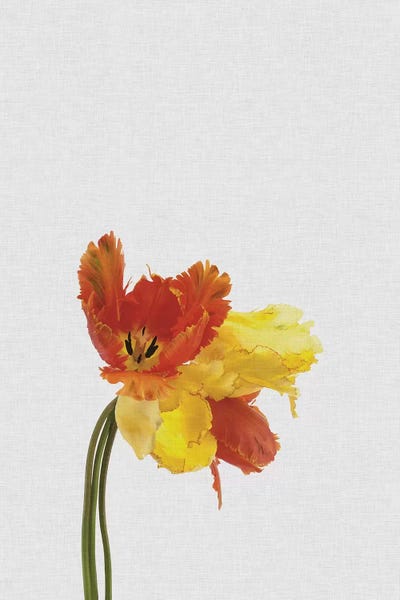 Minimalist Flowers: Tulip by Orara Studio