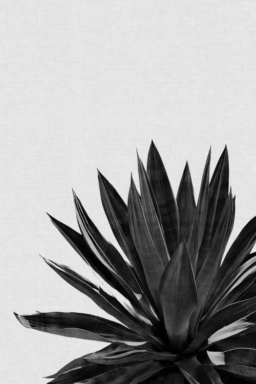 Agave Cactus B&W