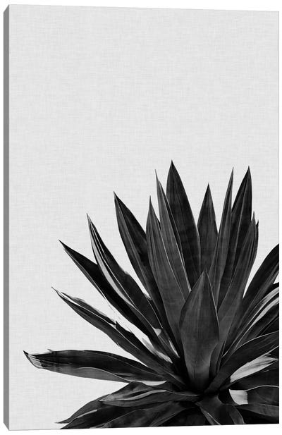 Agave Cactus B&W Canvas Art Print