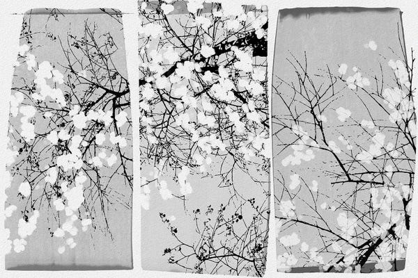 Black & White Florals: Oriental Blossom by Orara Studio