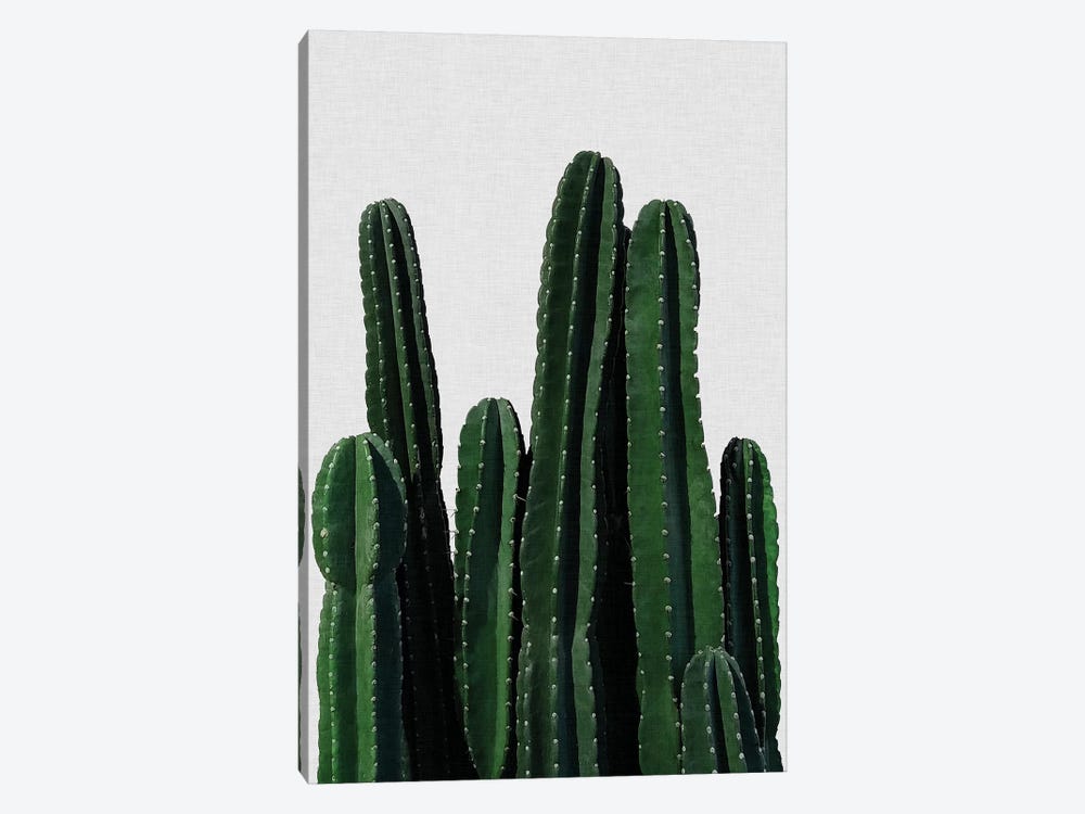 Cactus I by Orara Studio 1-piece Canvas Art Print