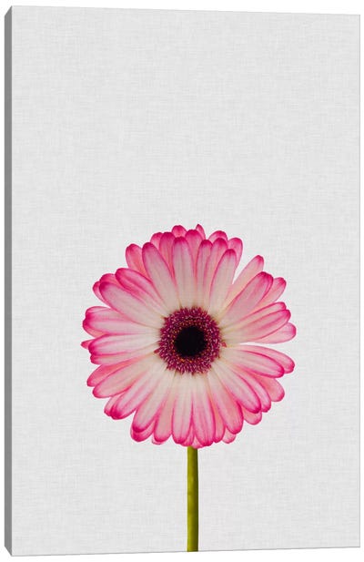Daisy Canvas Art Print - Gray & Pink Art