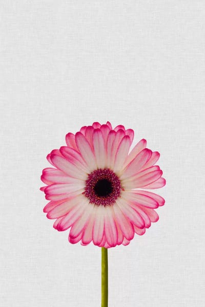 Floral Close-Ups: Daisy by Orara Studio