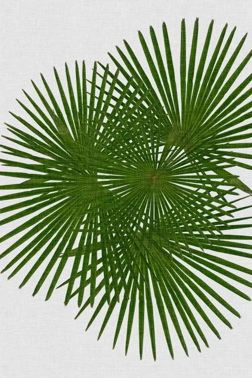 Fan Palm