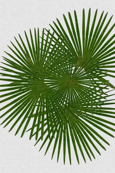 Tropical Leaves: Fan Palm by Orara Studio