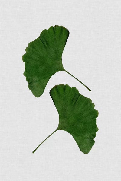Ginkgo Trees: Ginkgo Leaf II by Orara Studio