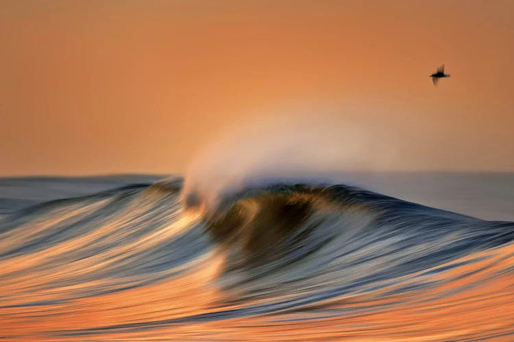 Colorful Wave and Bird