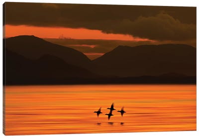 Ducks at Dawn  Canvas Art Print - David Orias