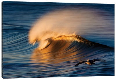 2 Pelicans and Wave Canvas Art Print - David Orias
