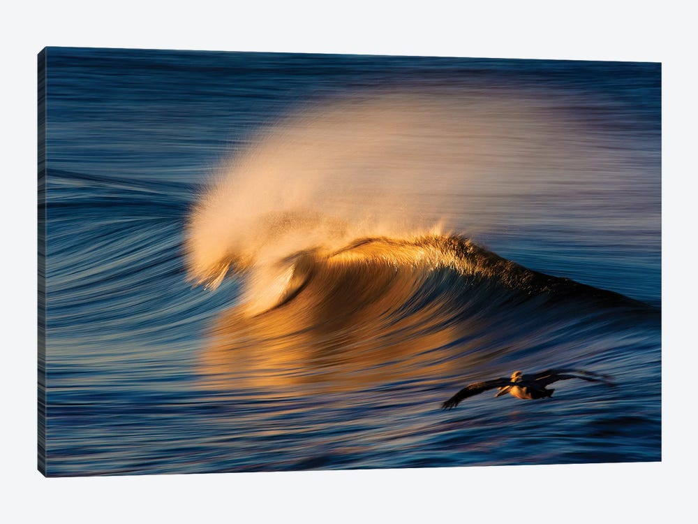 2 Pelicans and Wave by David Orias 1-piece Canvas Wall Art