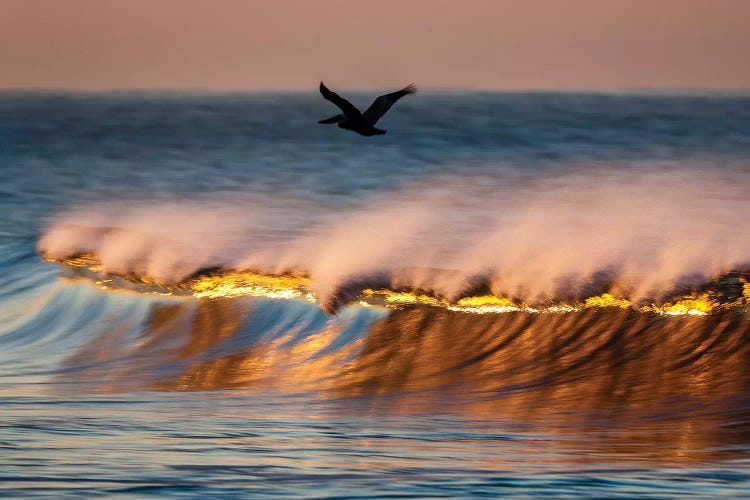 Pelican And Golden Crest Wave