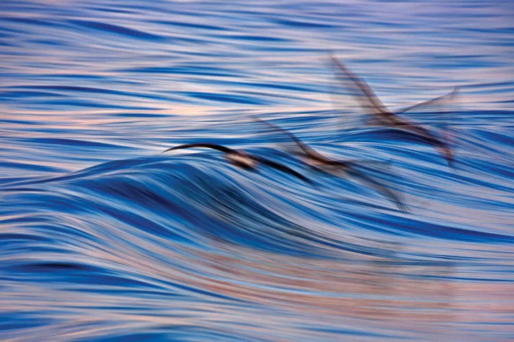 Pelican Blur