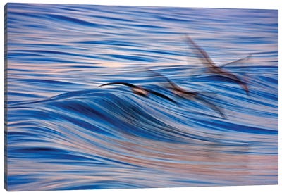 Pelican Blur Canvas Art Print - Pelican Art
