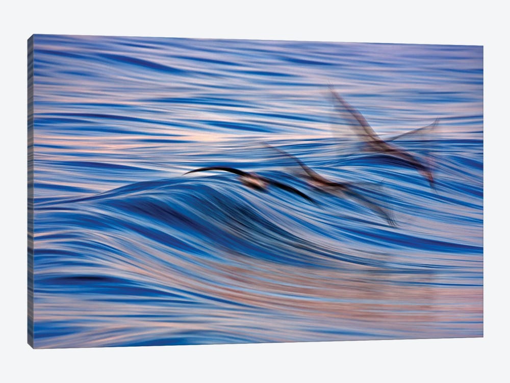 Pelican Blur by David Orias 1-piece Canvas Wall Art