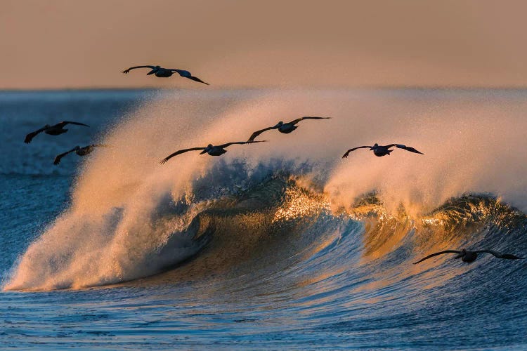 Pelican Flock and Wave