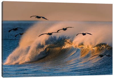 Pelican Flock and Wave Canvas Art Print - Pelican Art