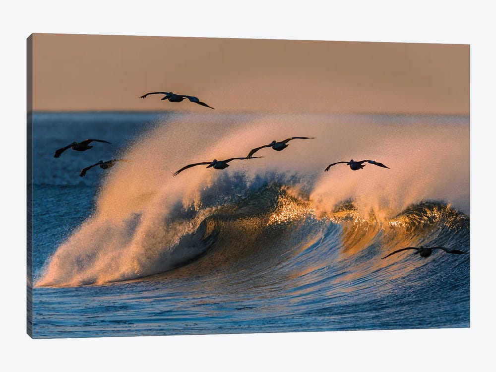 Pelican Flock and Wave 1-piece Canvas Print