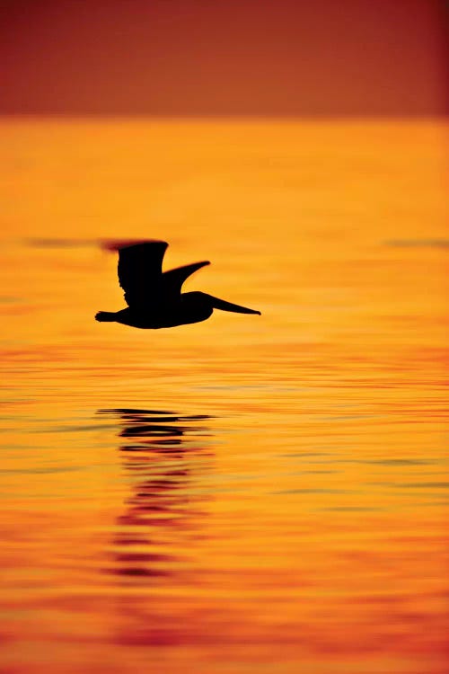 Pelican Silhouette