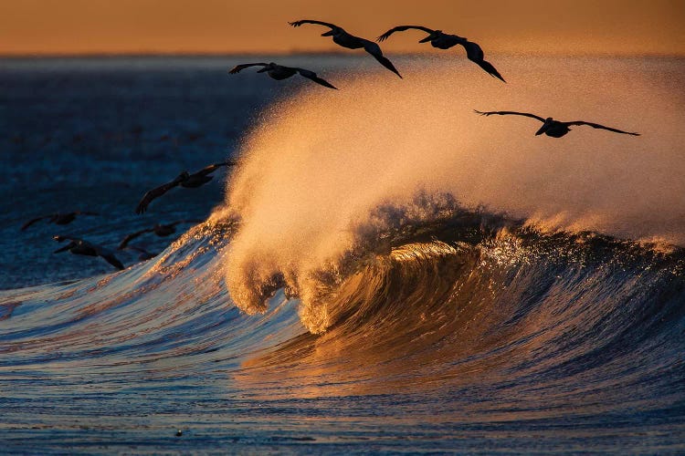 Pelicans and Breaking Wave