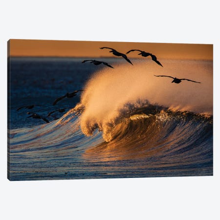 Pelicans and Breaking Wave Canvas Print #ORI27} by David Orias Canvas Art