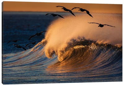 Pelicans and Breaking Wave Canvas Art Print - Pelican Art