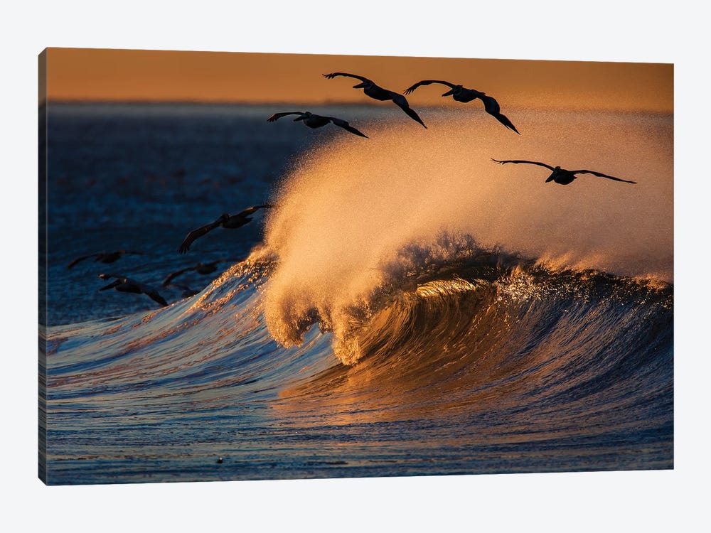 Pelicans and Breaking Wave by David Orias 1-piece Canvas Print
