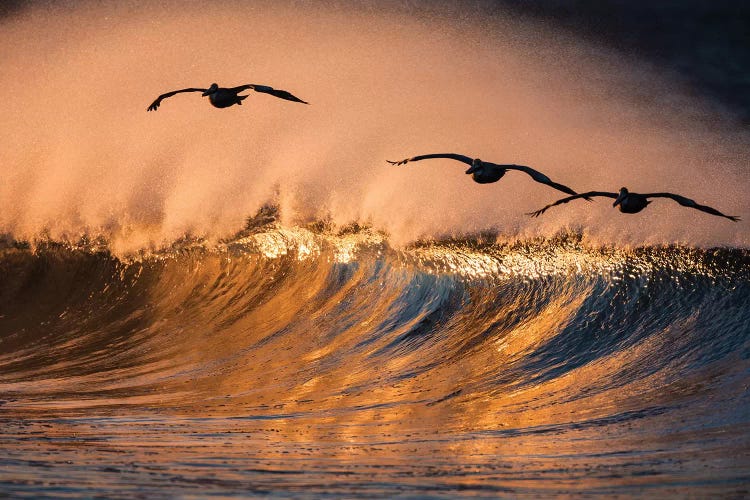 3 Pelicans and Wave