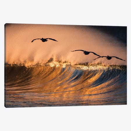3 Pelicans and Wave Canvas Print #ORI2} by David Orias Canvas Wall Art