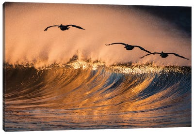 3 Pelicans and Wave Canvas Art Print - Pelican Art