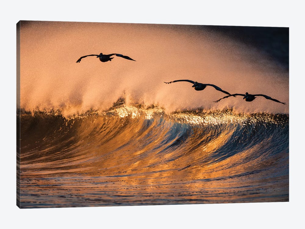 3 Pelicans and Wave by David Orias 1-piece Canvas Print
