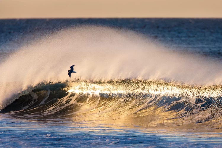 Seagull and Wave