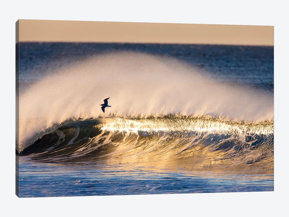 Seagull and Wave by David Orias 1-piece Canvas Print