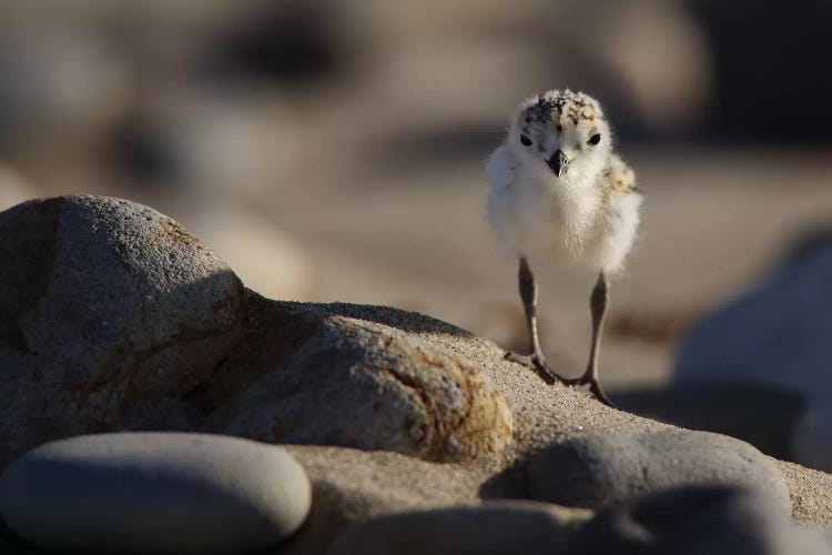 Snowy Plover Chick