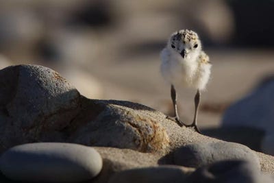 Plovers