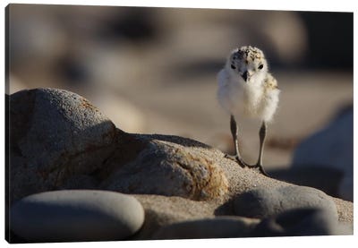 Snowy Plover Chick Canvas Art Print