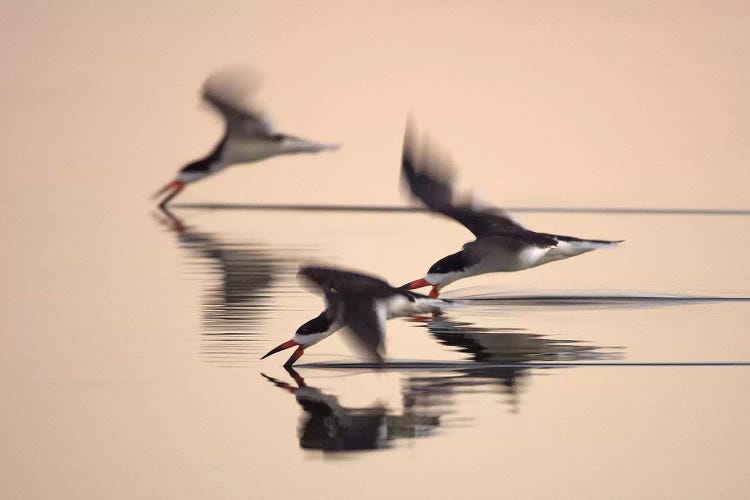Three Black Skimmers
